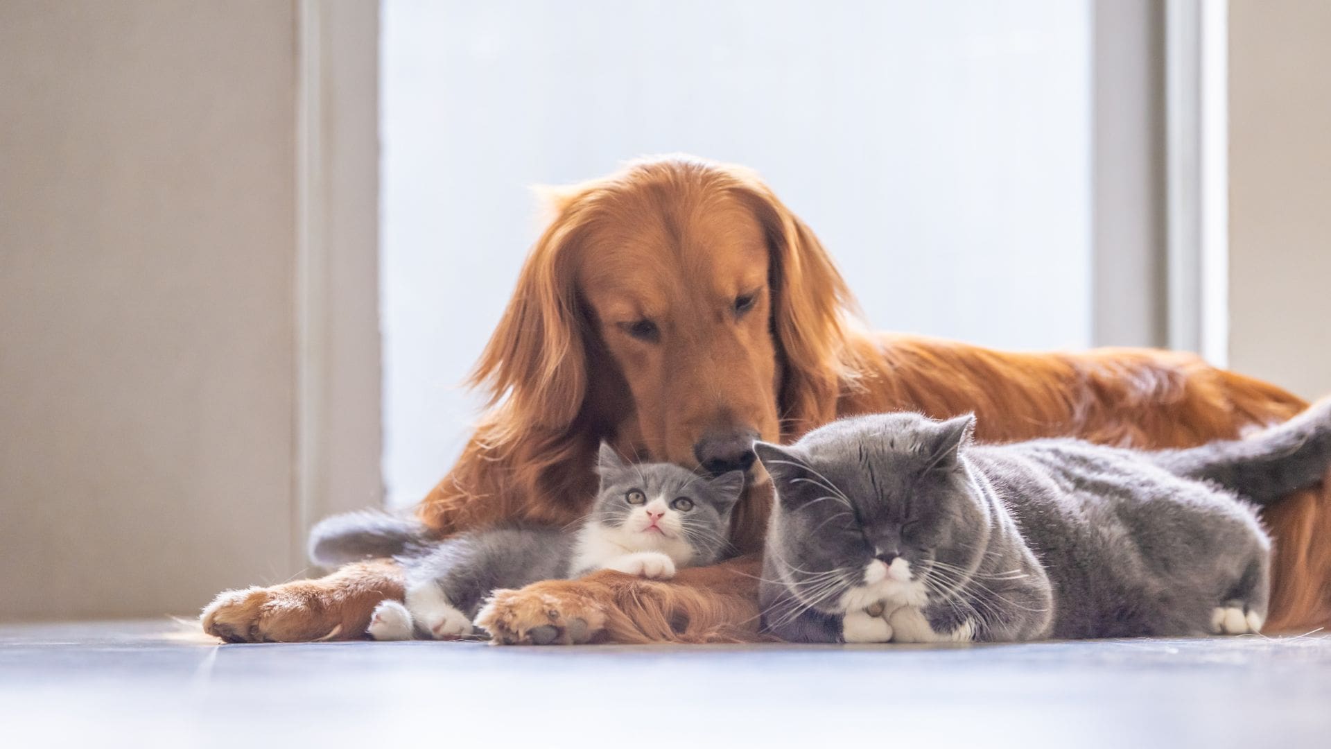Animali domestici e peli in casa