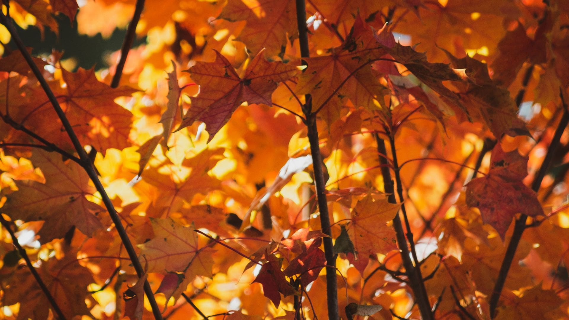 Pulizie autunno: come affrontarle al meglio